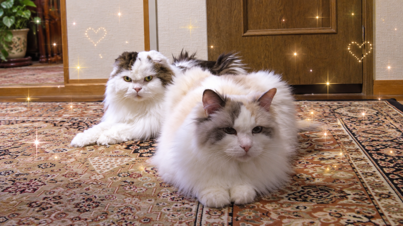 うちの猫を紹介します